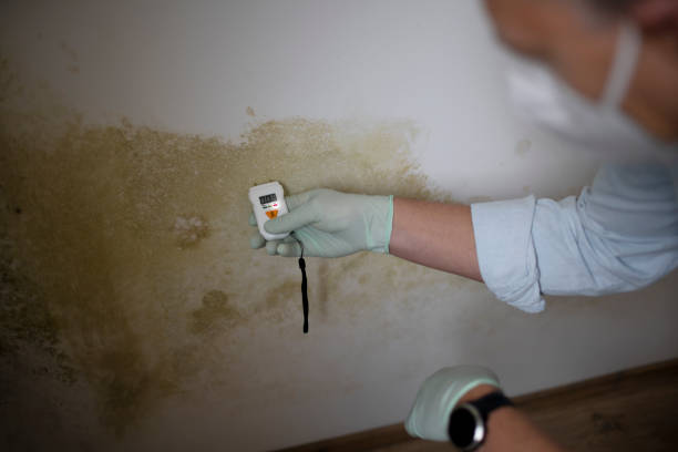Best Residential Mold Remediation in Appomattox, VA