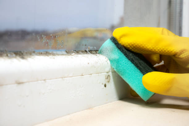 Best Black Mold Remediation in Appomattox, VA