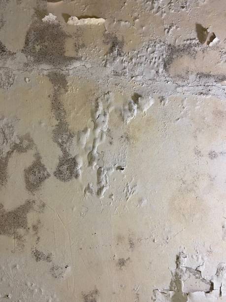 Best Industrial Mold Remediation in Appomattox, VA