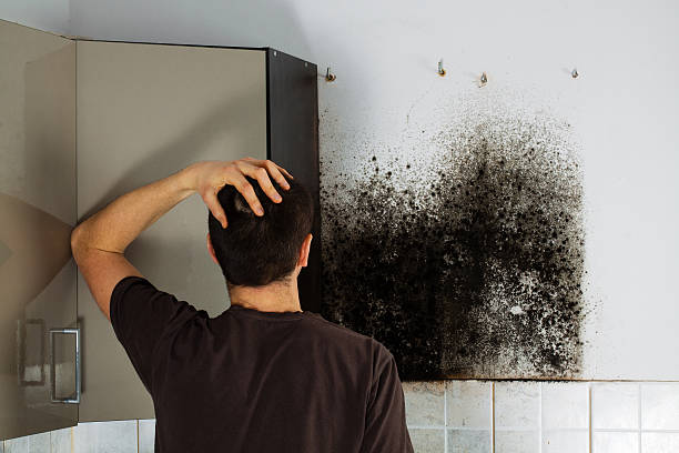 Best Mold Testing and Inspection Services in Appomattox, VA